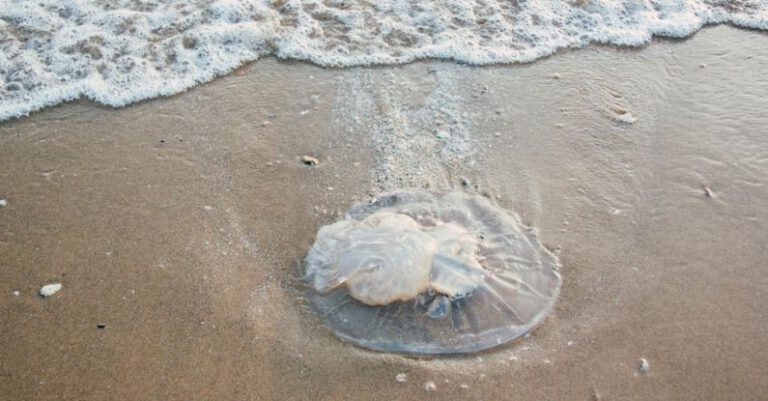 Ocean Dead Zones - Sand Dollar on Shore