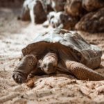 Slow Travel - Brown Turtle on Brown Sand