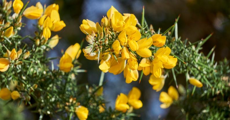 Invasive Species - Yellow Small Flowers on Thorny Twigs of Gorse Shrub