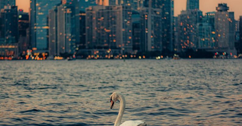 Urban Wildlife - Swan on Lake Ontario off the Coast of Toronto