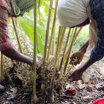 Labor Standards - Cardamom cultivation
