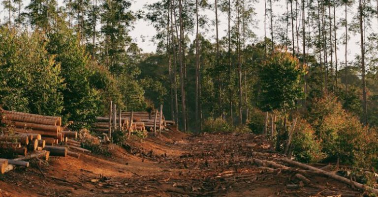 What’s the Real Cost of Deforestation on Global Ecosystems?
